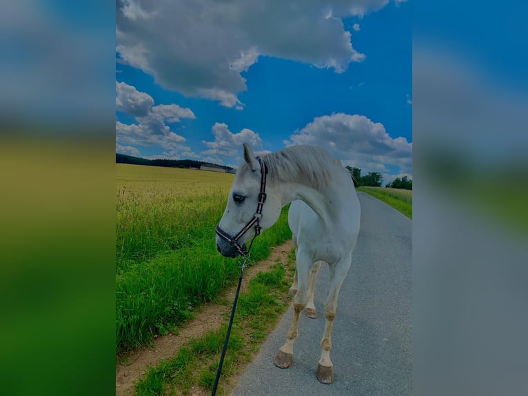 Hannoveraner Wallach 14 Jahre 170 cm Schimmel in Rehau