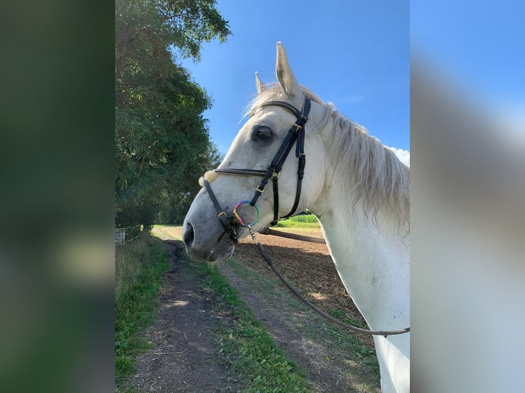 Hannoveraner Wallach 14 Jahre 170 cm Schimmel in Rehau