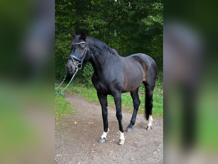 Hannoveraner Wallach 14 Jahre 170 cm Schwarzbrauner in Köln