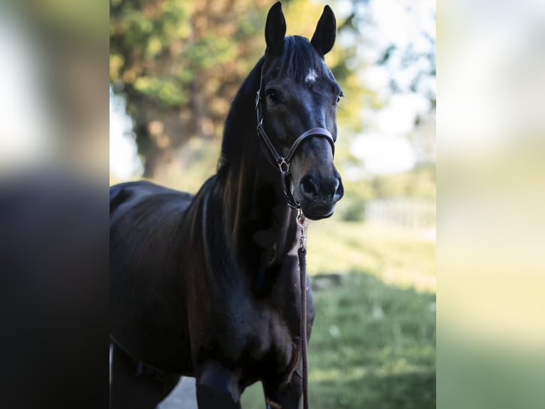 Hannoveraner Wallach 14 Jahre 170 cm Schwarzbrauner in Möttingen