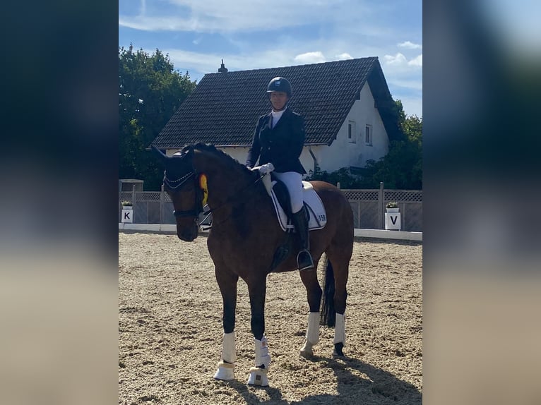 Hannoveraner Wallach 14 Jahre 171 cm Brauner in Bergisch Gladbach Hannoveraner Wallach 14 Jahre 171 cm Brauner in Bergisch Gladbach