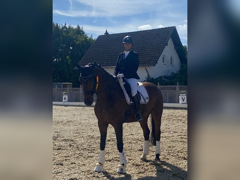 Hannoveraner Wallach 14 Jahre 171 cm Brauner in Bergisch Gladbach
