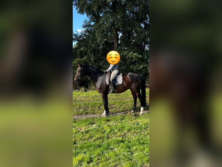 Hannoveraner Wallach 14 Jahre 172 cm Brauner in Thedinghausen