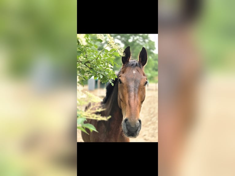 Hannoveraner Wallach 14 Jahre 173 cm Brauner in Stoetze