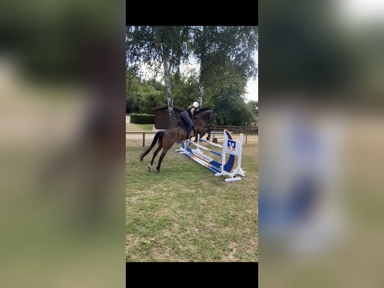 Hannoveraner Wallach 14 Jahre 173 cm Brauner in Stoetze
