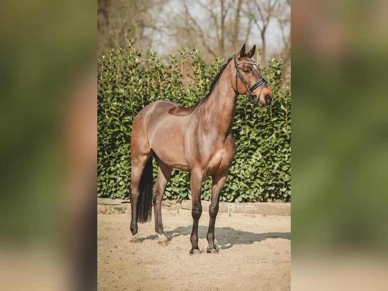 Hannoveraner Wallach 14 Jahre 173 cm Brauner in Bargstedt-Ohrensen