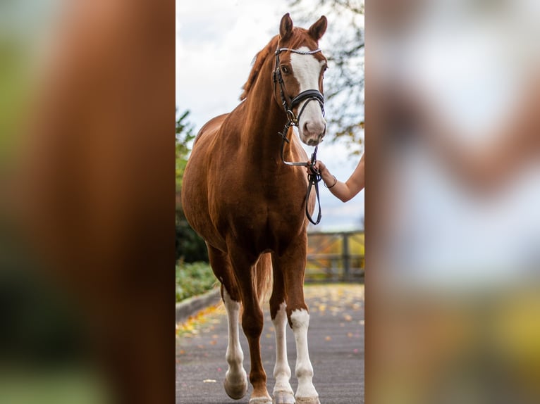 Hannoveraner Wallach 14 Jahre 173 cm Fuchs in Seligenstadt