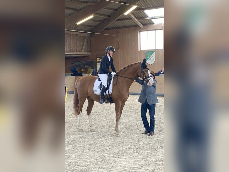 Hannoveraner Wallach 14 Jahre 173 cm Fuchs in Seligenstadt