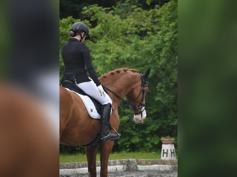 Hannoveraner Wallach 14 Jahre 173 cm Fuchs in Seligenstadt