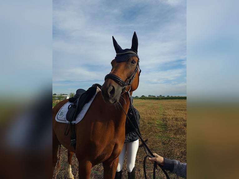 Hannoveraner Wallach 14 Jahre 174 cm Fuchs in Stadthagen