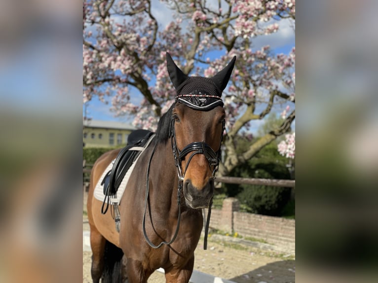 Hannoveraner Wallach 14 Jahre 175 cm Brauner in Meerbusch