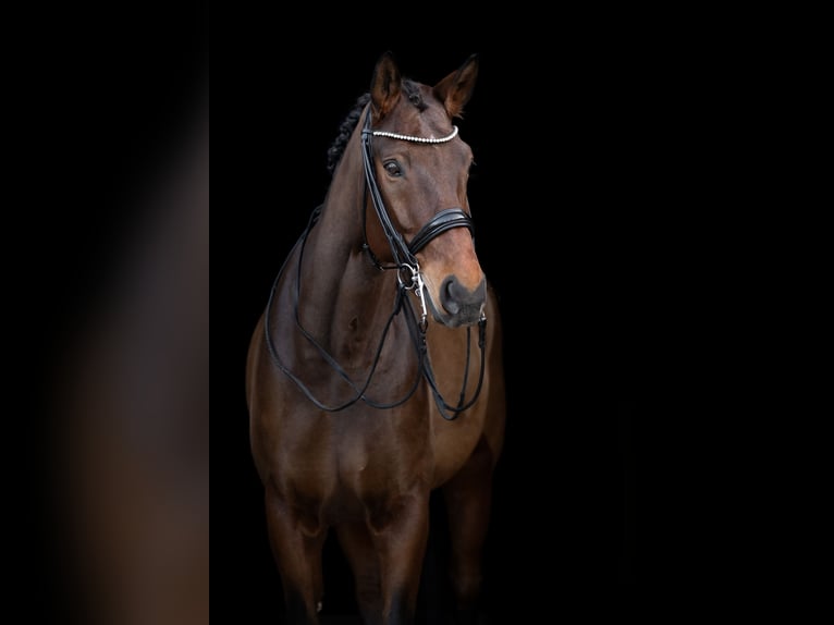 Hannoveraner Wallach 14 Jahre 175 cm Brauner in Meerbusch