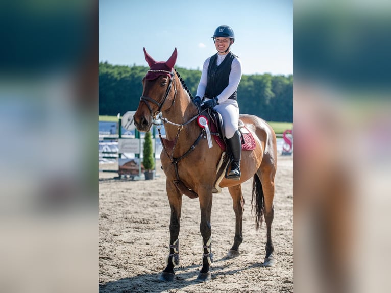 Hannoveraner Wallach 14 Jahre 175 cm Brauner in Mühldorf am Inn