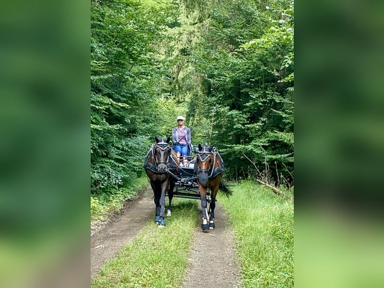 Hannoveraner Wallach 14 Jahre 175 cm Dunkelbrauner in Biedenkopf