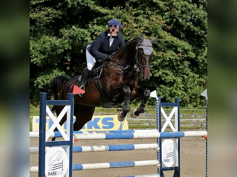 Hannoveraner Wallach 14 Jahre 175 cm Dunkelbrauner in Gera