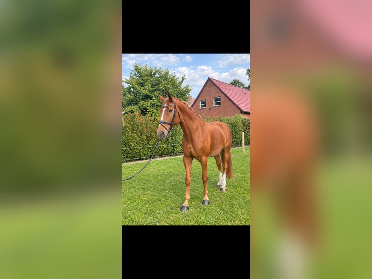 Hannoveraner Wallach 14 Jahre 175 cm Fuchs in Spelle