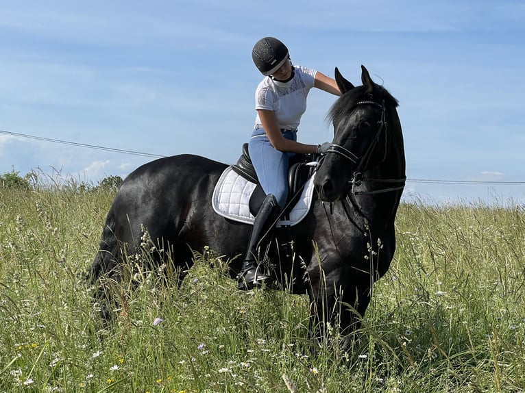 Hannoveraner Wallach 14 Jahre 175 cm Rappe in Freiburg im Breisgau
