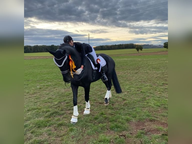 Hannoveraner Wallach 14 Jahre 175 cm Rappe in Freiburg im Breisgau