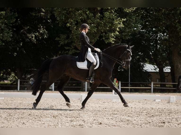 Hannoveraner Wallach 14 Jahre 175 cm Rappe in Freiburg im Breisgau