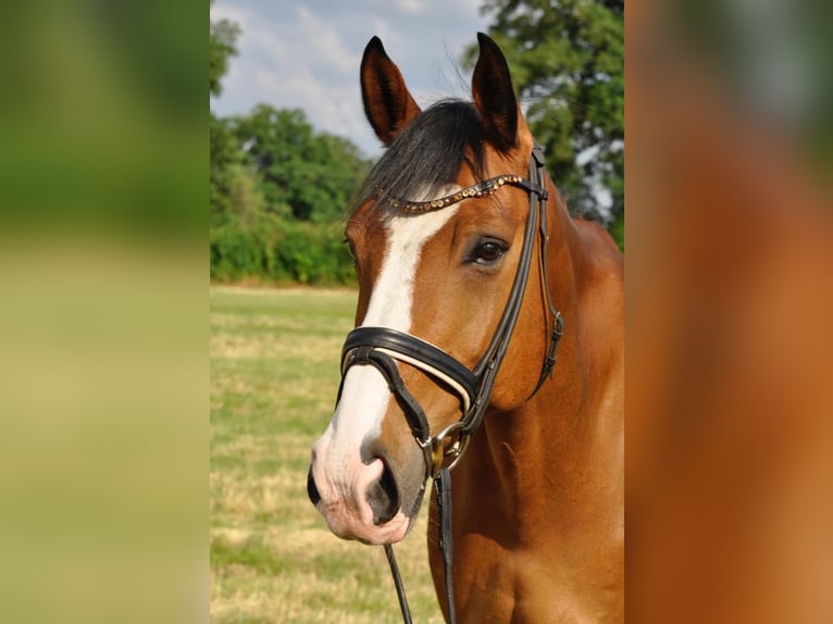 Hannoveraner Wallach 14 Jahre 176 cm Brauner in Pinneberg
