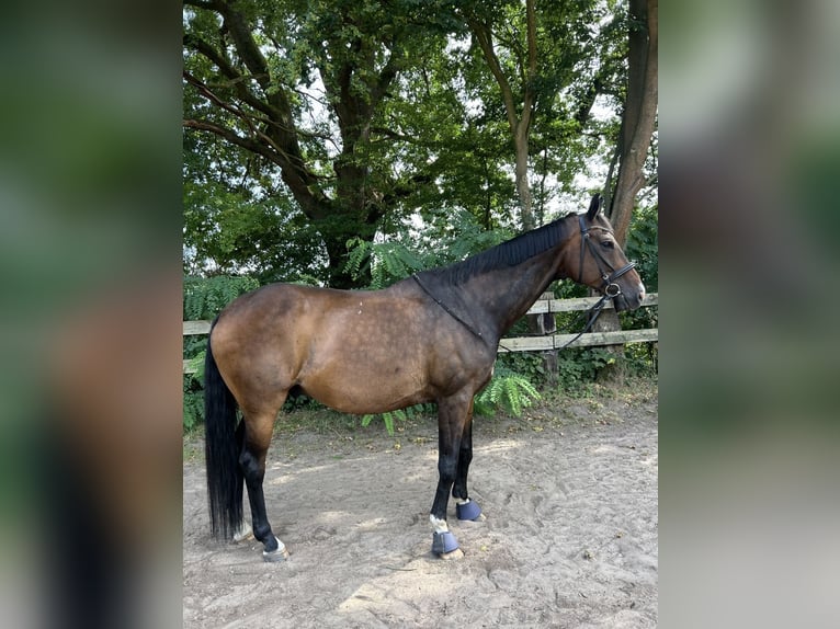 Hannoveraner Wallach 14 Jahre 176 cm Dunkelbrauner in Garbsen