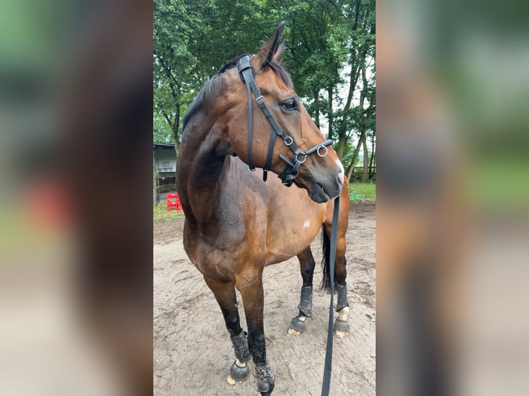 Hannoveraner Wallach 14 Jahre 176 cm Dunkelbrauner in Garbsen