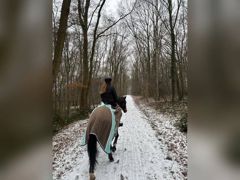 Hannoveraner Wallach 14 Jahre 176 cm Dunkelbrauner in Garbsen