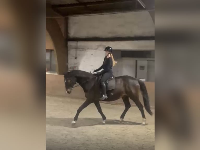 Hannoveraner Wallach 14 Jahre 176 cm Dunkelbrauner in Garbsen