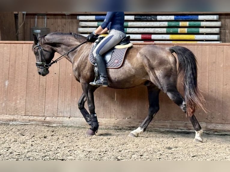 Hannoveraner Wallach 14 Jahre 176 cm Dunkelbrauner in Biedenkopf