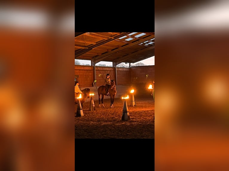 Hannoveraner Wallach 14 Jahre 178 cm Dunkelbrauner in Rödermark