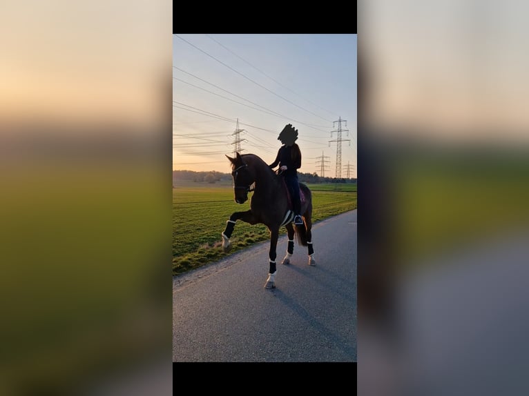 Hannoveraner Wallach 14 Jahre 178 cm Dunkelbrauner in Rödermark