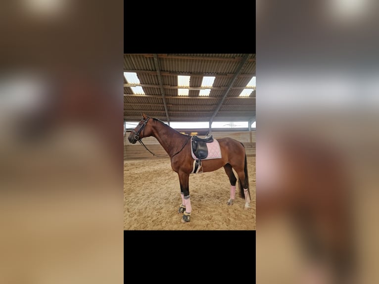 Hannoveraner Wallach 14 Jahre 178 cm Dunkelbrauner in Rödermark