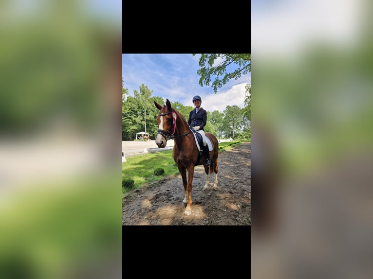 Hannoveraner Wallach 14 Jahre 178 cm Fuchs in Berlin