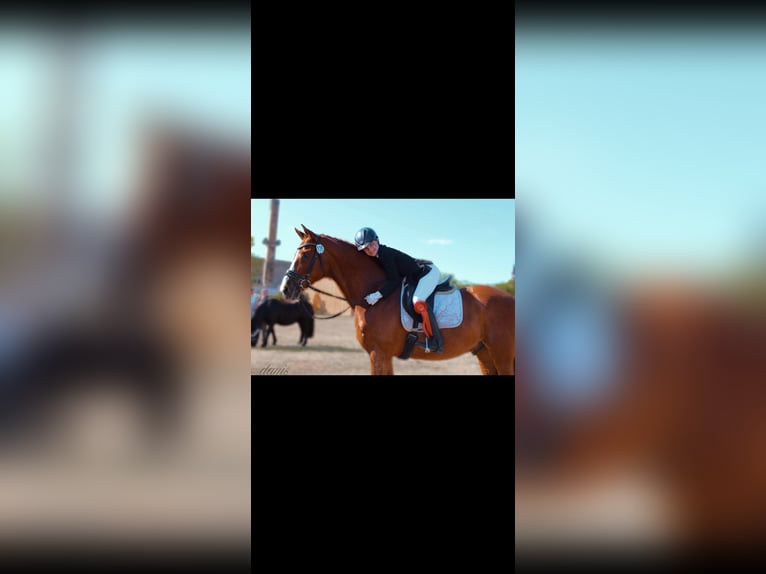 Hannoveraner Wallach 14 Jahre 178 cm Fuchs in Berlin