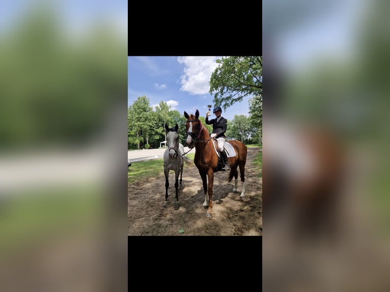 Hannoveraner Wallach 14 Jahre 178 cm Fuchs in Berlin