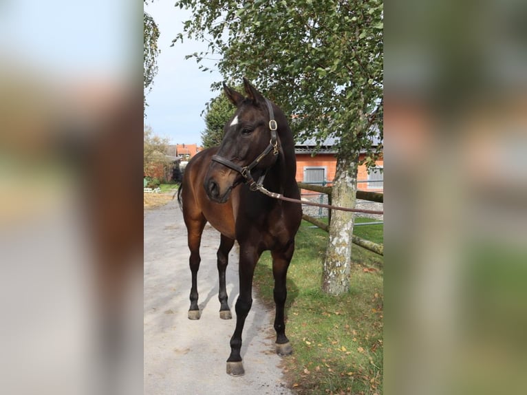 Hannoveraner Wallach 14 Jahre 179 cm Dunkelbrauner in Ense