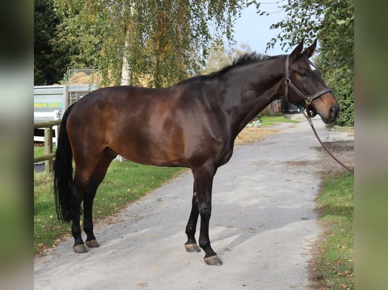 Hannoveraner Wallach 14 Jahre 179 cm Dunkelbrauner in Ense