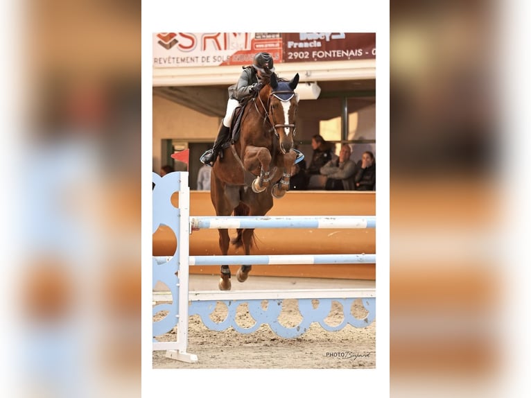 Hannoveraner Wallach 14 Jahre 180 cm Dunkelfuchs in Nassenwil