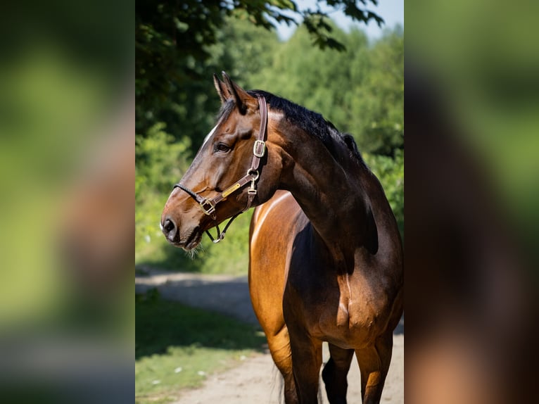 Hannoveraner Wallach 14 Jahre 181 cm Brauner in Schönberg