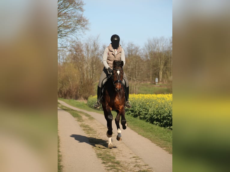 Hannoveraner Wallach 14 Jahre 181 cm Brauner in Schönberg
