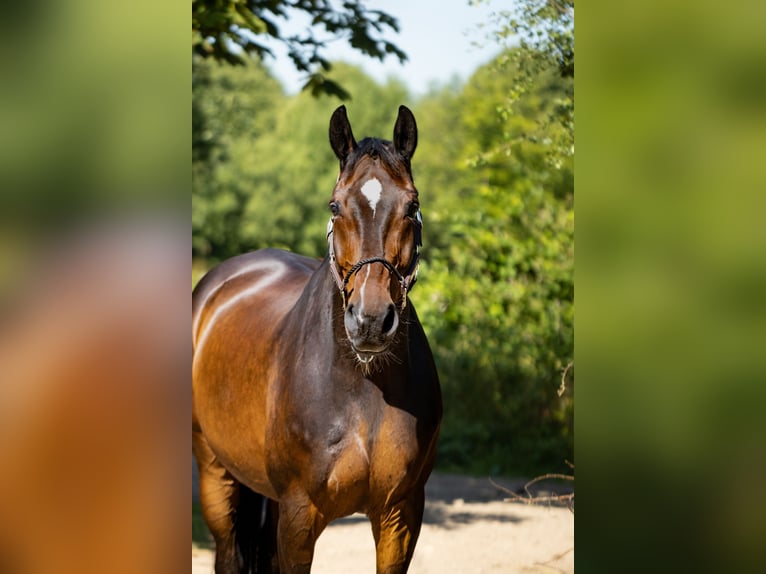 Hannoveraner Wallach 14 Jahre 181 cm Brauner in Schönberg