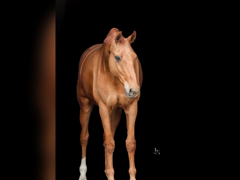 Hannoveraner Wallach 14 Jahre 183 cm Fuchs in Quickborn