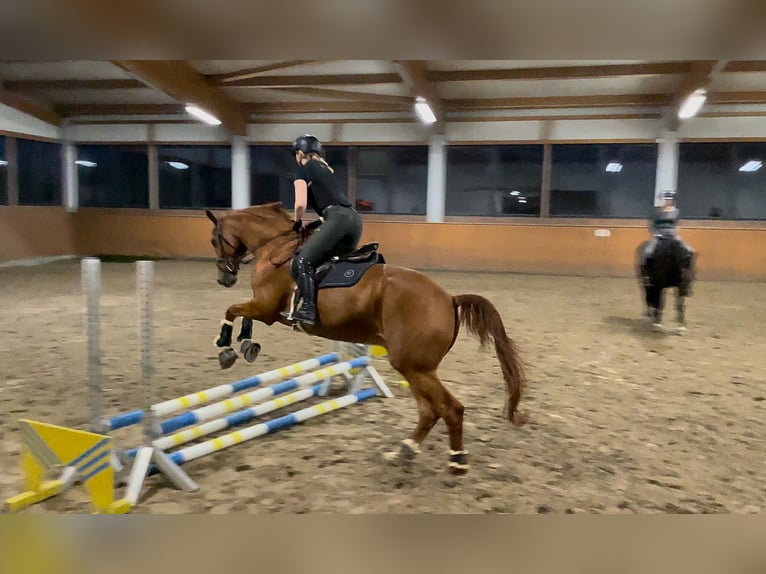 Hannoveraner Wallach 14 Jahre 183 cm Fuchs in Quickborn