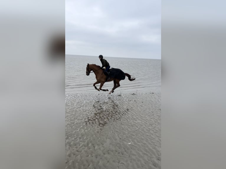 Hannoveraner Wallach 14 Jahre 183 cm Fuchs in Quickborn