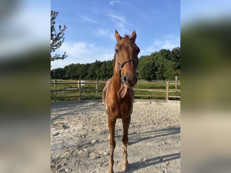 Hannoveraner Wallach 14 Jahre 183 cm Fuchs in Quickborn