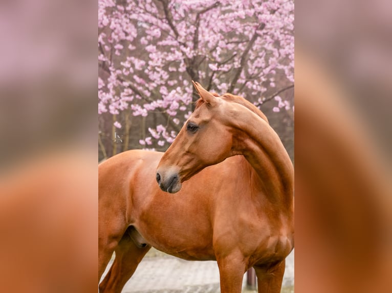 Hannoveraner Wallach 14 Jahre 183 cm Fuchs in Quickborn
