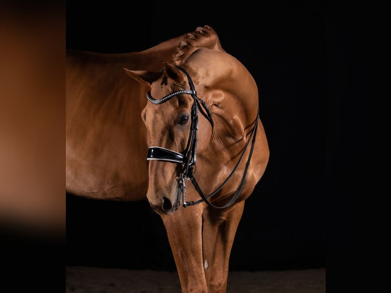 Hannoveraner Wallach 14 Jahre 183 cm Fuchs in Quickborn