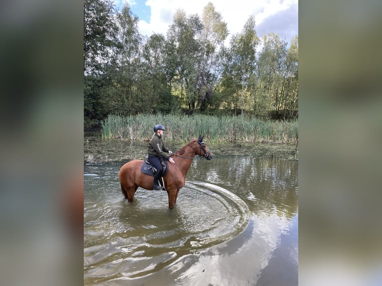 Hannoveraner Wallach 14 Jahre 183 cm Fuchs in Quickborn