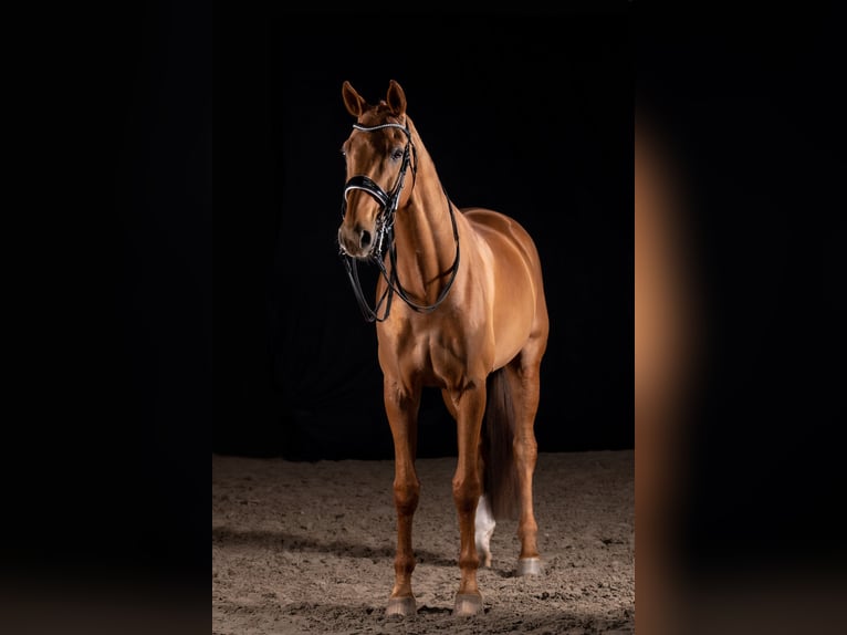 Hannoveraner Wallach 14 Jahre 183 cm Fuchs in Quickborn