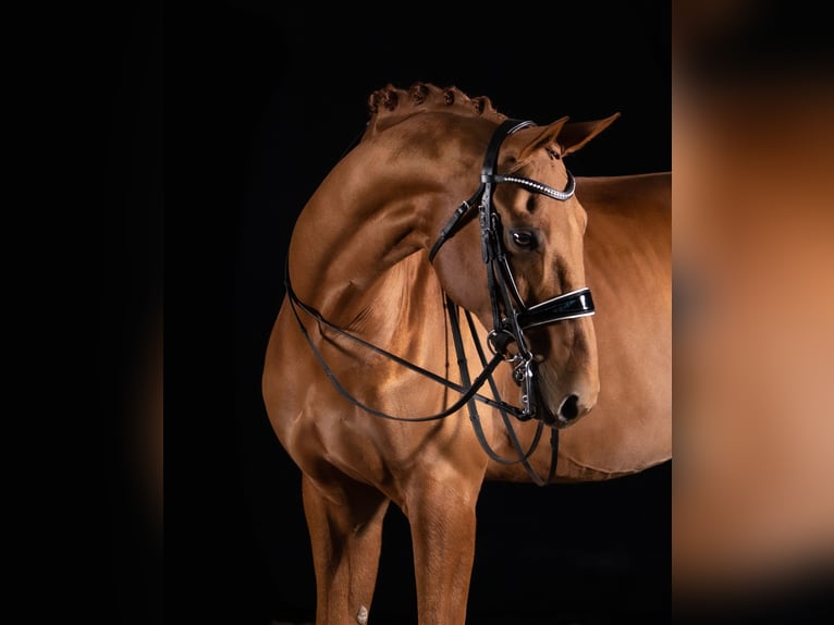Hannoveraner Wallach 14 Jahre 183 cm Fuchs in Quickborn